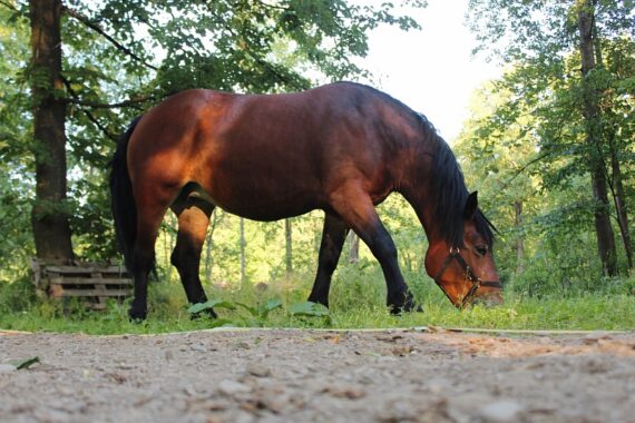Gorczańska zagroda konie